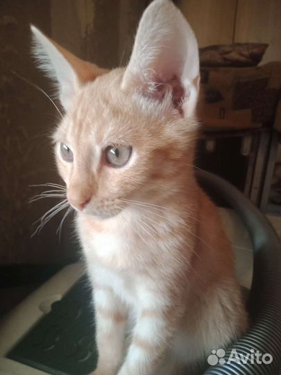 Котенок в дар