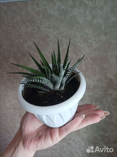 Хавортия полосатая