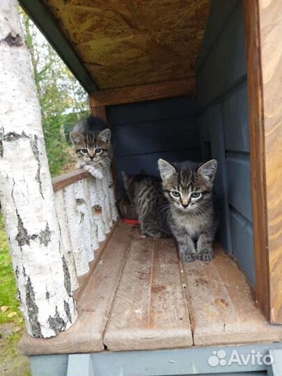 Кошка в дар