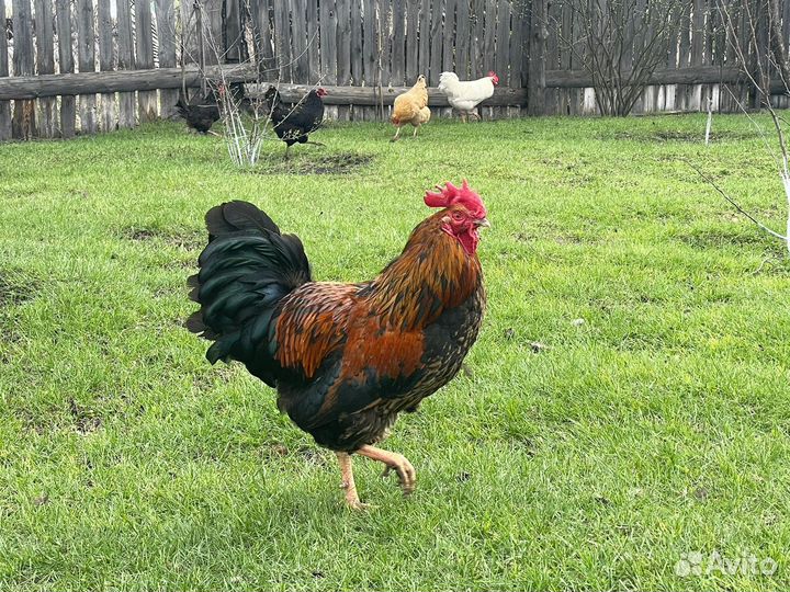 Петушок деревенский