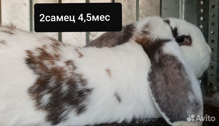 Племенные французские бараны