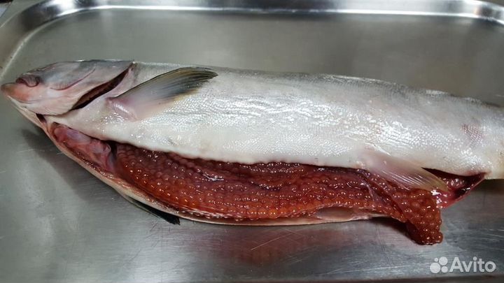 Горбуша охлажденная икорная из Белого моря