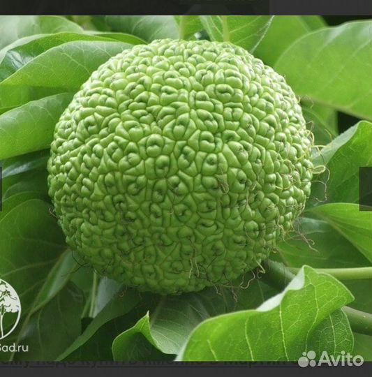 Маклюра адамово яблоко