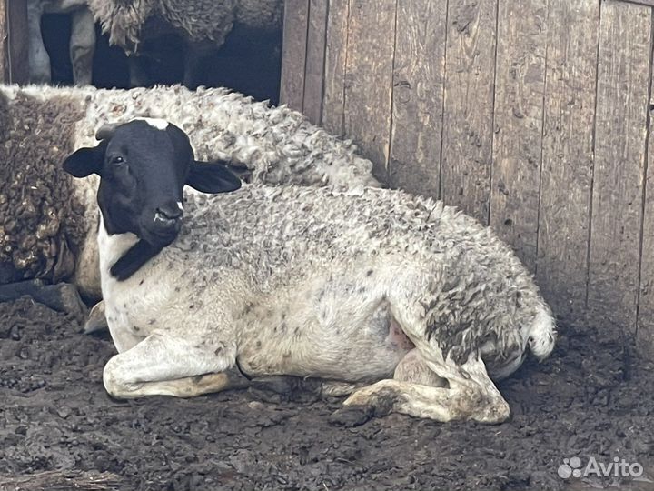 Бараны на племя - дорпер 100 и 93,75 процентный