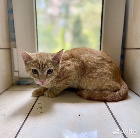 Рыжий котенок мальчик в добрые руки