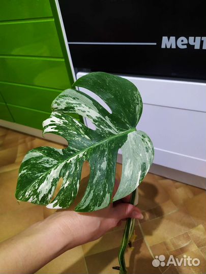 Монстера Альба вариег, Минима, Манки, лианы