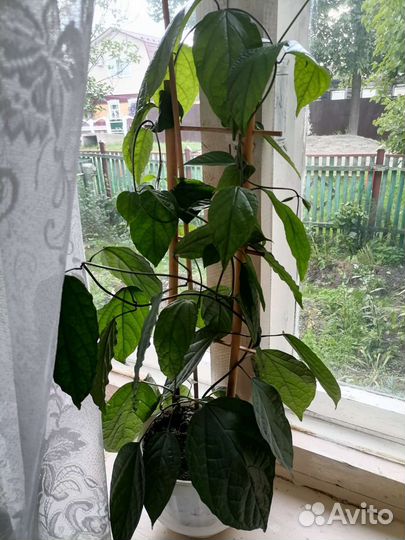 Клеродендрум томпсон