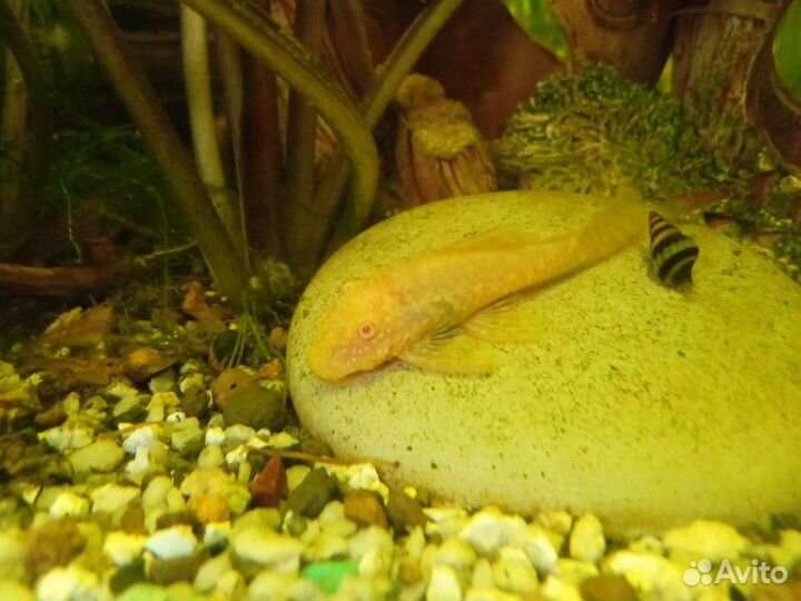 Сомики анциструсы золотистые