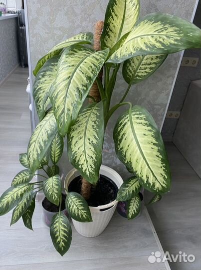 Диффенбахия