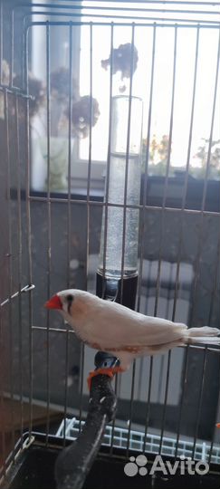Зебровые амадины