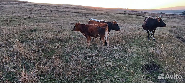 Телочки и бычок