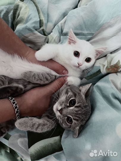 Отдам в добрые руки молодых кошек