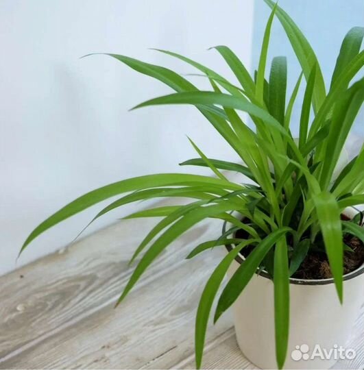 Комнатные Сингониум,хлорофитум,сеткреазия