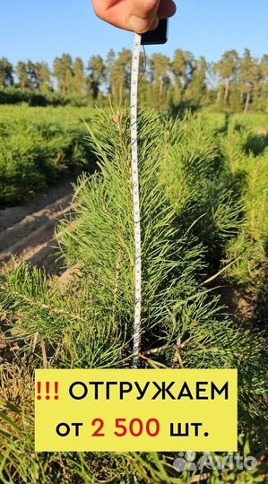Саженцы сосны и ели окс оптом