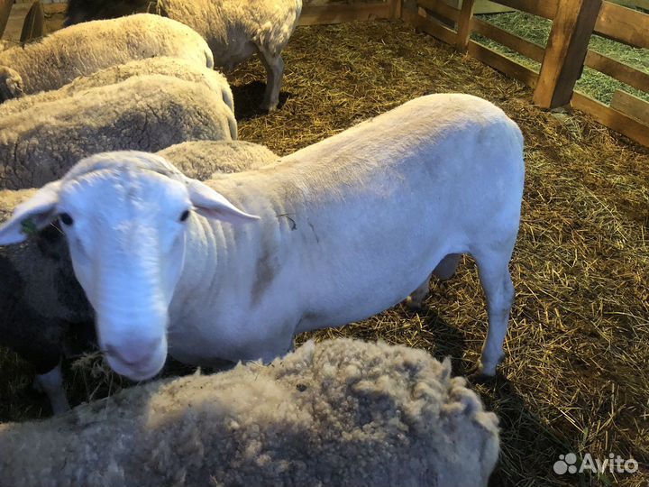 Бараны дорпер