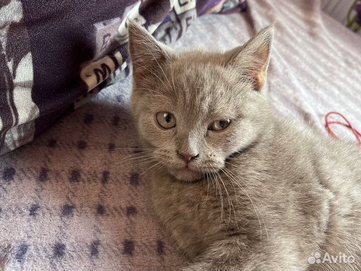 Шотландские котята