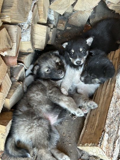 Щенки в добрые руки