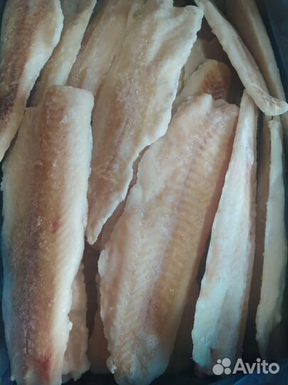 Форель, Сёмга