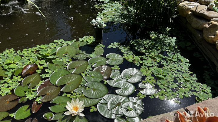 Пистия -водное растение