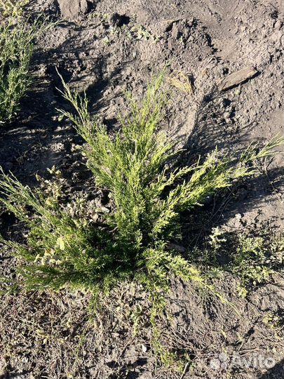 Можжевельник Пфитцериана