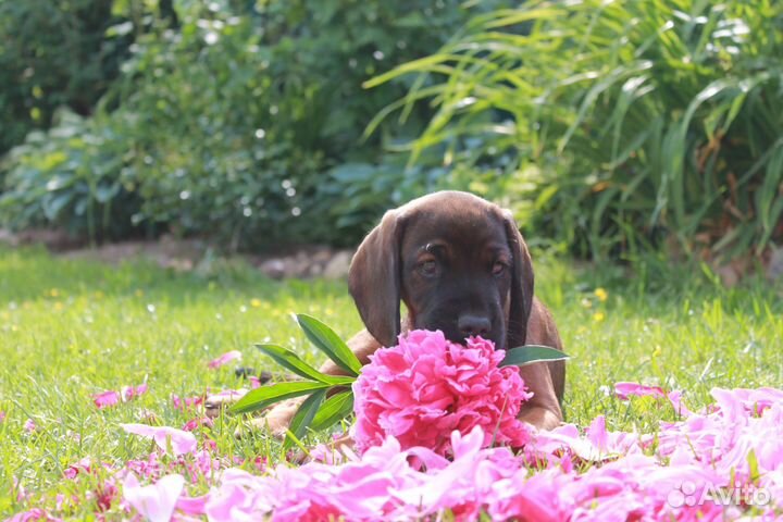 Щенки баварской горной гончей