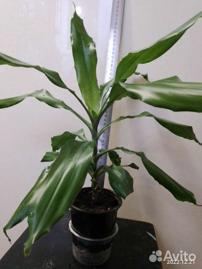 Алоэ лечебный и другие