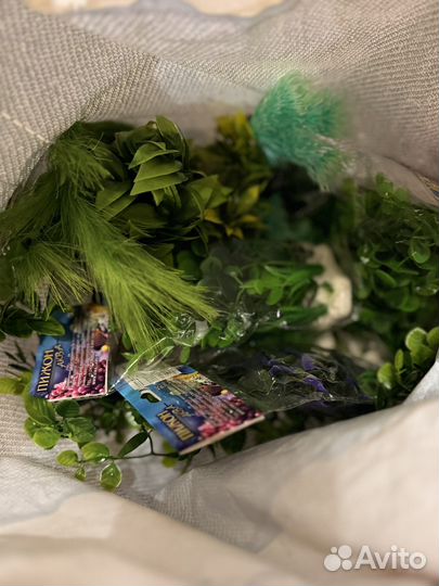 Растения для аквариума