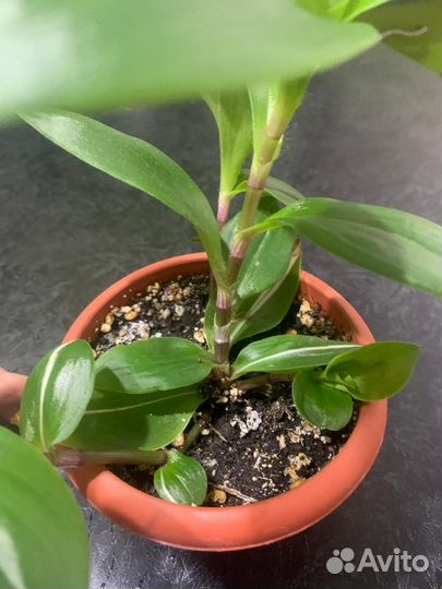 Комнатные цветы