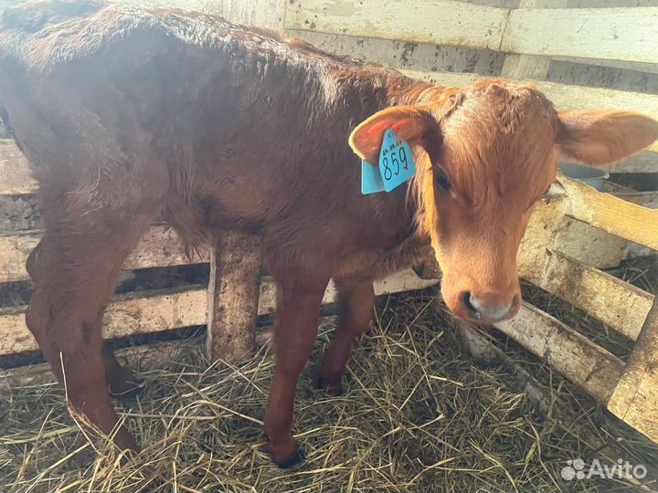 Молодняк телята бычки