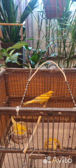 Кенара и канарейки