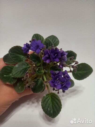 Цветущие фиалки