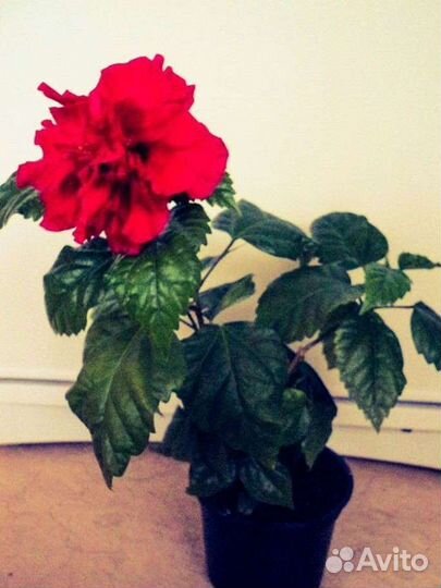 Гибискус китайская роза