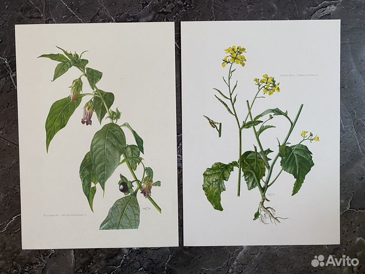 Литография Ботаника Растения 3