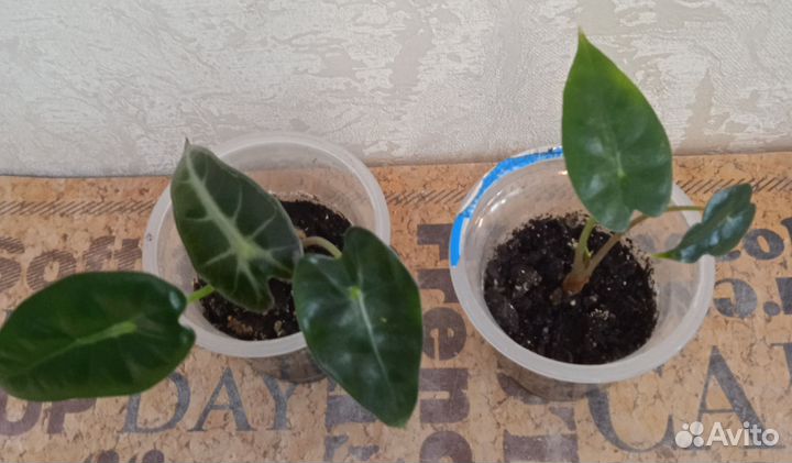 Алоказия Бамбино детки