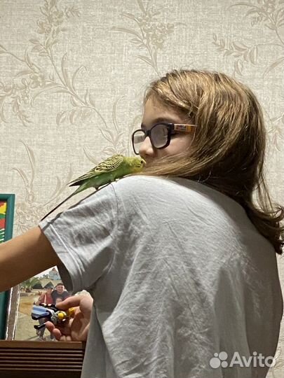 Отдам попугая