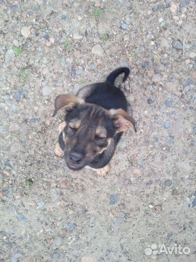 Щенки дворняжки