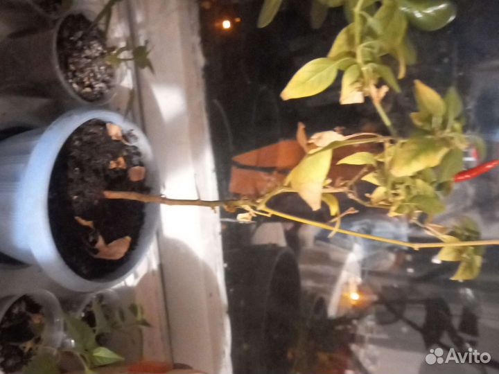 Перец очень острый