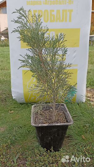 Можжевельник Казацкий