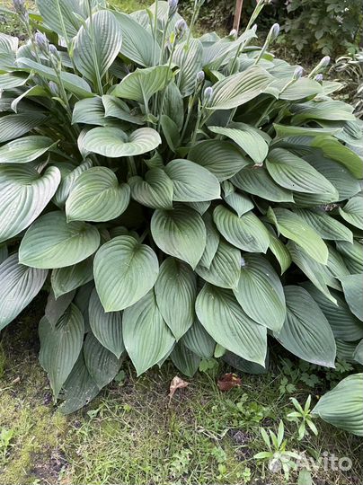 Взрослые кусты хост