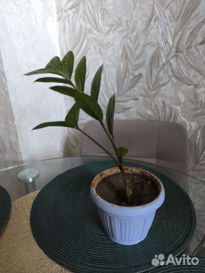 Доллоровое дерево