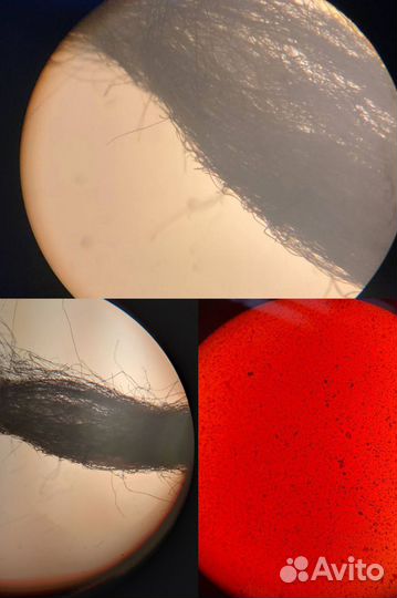 Микроскоп стерео Seiwa optical Tokyo Japan