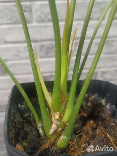 Комнатные цветы антуриум