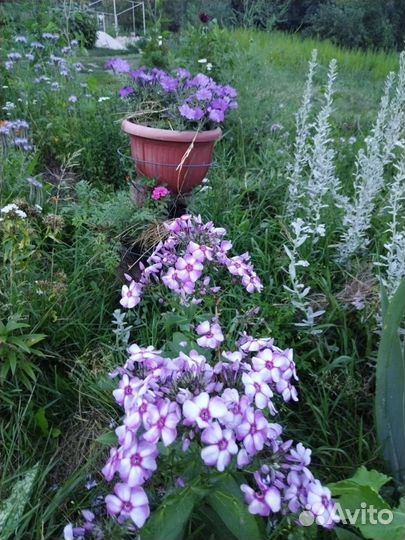 Флоксы многолетник