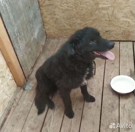 Умная собачка Мишка