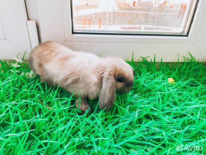 Карликовый кролик