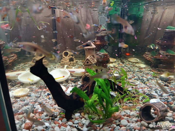 Аквариумные рыбки