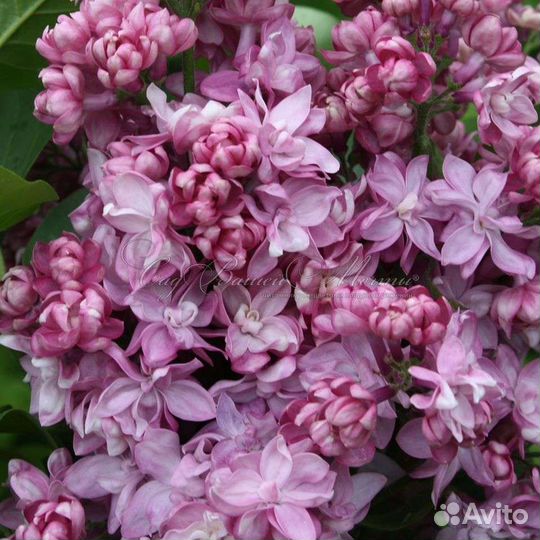 Сирень сортовая 