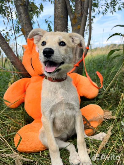 Симочка милый щенок