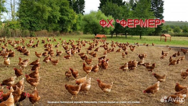 Курочки 9- мес