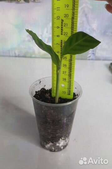 Калатея зебрина, строманта